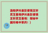 洛阳伊川县彭婆镇王轩灵芝基地伊川县彭婆镇王轩灵芝基地：探秘中国珍稀中草药！)