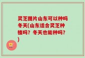 灵芝图片山东可以种吗冬天(山东适合灵芝种植吗？冬天也能种吗？)