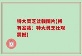 特大灵芝盆栽图片(稀有盆栽：特大灵芝壮观震撼)