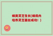 蜂窝灵芝生长(蜂房内培养灵芝菌丝成功！)