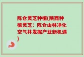 陈仓灵芝种植(陕西种植灵芝：陈仓山林净化空气并发掘产业新机遇)