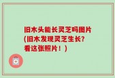 旧木头能长灵芝吗图片(旧木发现灵芝生长？看这张照片！)