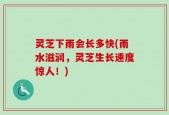灵芝下雨会长多快(雨水滋润，灵芝生长速度惊人！)
