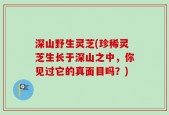 深山野生灵芝(珍稀灵芝生长于深山之中，你见过它的真面目吗？)