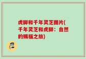 虎脚和千年灵芝图片(千年灵芝和虎脚：自然的赐福之旅)