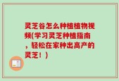 灵芝谷怎么种植植物视频(学习灵芝种植指南，轻松在家种出高产的灵芝！)