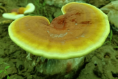 灵芝孢子粉怎么保存？除了保存还要注意这个