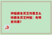 种植鹿角灵芝效果怎么样鹿角灵芝种植：有哪些效果？