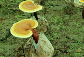 灵芝孢子粉可以降血脂吗？还在担心血脂高？