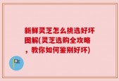 新鲜灵芝怎么挑选好坏图解(灵芝选购全攻略，教你如何鉴别好坏)