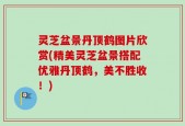 灵芝盆景丹顶鹤图片欣赏(精美灵芝盆景搭配优雅丹顶鹤，美不胜收！)