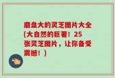 磨盘大的灵芝图片大全(大自然的巨著！25张灵芝图片，让你备受震撼！)