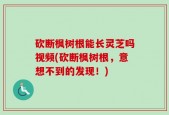 砍断枫树根能长灵芝吗视频(砍断枫树根，意想不到的发现！)