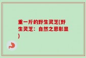 重一斤的野生灵芝(野生灵芝：自然之恩彰显)