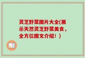 灵芝野菜图片大全(展示天然灵芝野菜美食，全方位图文介绍！)