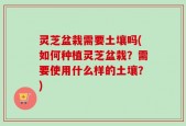 灵芝盆栽需要土壤吗(如何种植灵芝盆栽？需要使用什么样的土壤？)