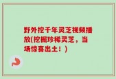 野外挖千年灵芝视频播放(挖掘珍稀灵芝，当场惊喜出土！)
