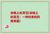 白杨上长灵芝(白杨上的灵芝：一种珍贵的药用真菌)