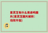 紫灵芝有什么用途吗图片(紫灵芝图片解析：功效不俗)