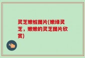 灵芝嫩桩图片(嫩绿灵芝，嫩嫩的灵芝图片欣赏)