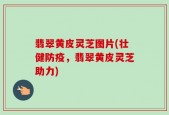 翡翠黄皮灵芝图片(壮健防疫，翡翠黄皮灵芝助力)