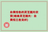 白黄棕色的灵芝图片欣赏(精美灵芝图片：白黄棕三色交织)