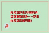 肉灵芝野生(珍稀的肉灵芝重新现身——野生肉灵芝震撼亮相)