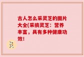 古人怎么采灵芝的图片大全(采摘灵芝：营养丰富，具有多种健康功效！