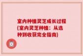 室内种植灵芝成长过程(室内灵芝种植：从选种到收获完全指南)
