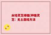 水培灵芝绿植(种植灵芝：无土栽培方法