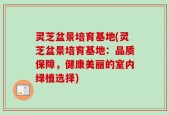 灵芝盆景培育基地(灵芝盆景培育基地：品质保障，健康美丽的室内绿植选择)