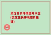 灵芝生长坏境图片大全(灵芝生长环境照片集锦)