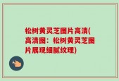 松树黄灵芝图片高清(高清图：松树黄灵芝图片展现细腻纹理)