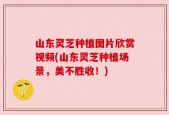 山东灵芝种植图片欣赏视频(山东灵芝种植场景，美不胜收！)