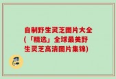 自制野生灵芝图片大全(「精选」全球最美野生灵芝高清图片集锦)
