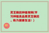 灵芝藕团种植视频(学习种植高品质灵芝藕团，助力健康生活！)