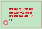 野生像灵芝一样的菌类叫什么(野外发现类似灵芝的神奇菌种叫什么？)