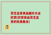 灵芝盆景真品图片大全欣赏(欣赏真品灵芝盆景的完美集合)
