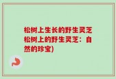 松树上生长的野生灵芝松树上的野生灵芝：自然的珍宝)