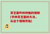灵芝菌咋样种植的视频(学种灵芝菌的方法，从这个视频开始)