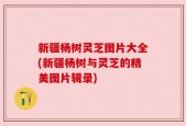 新疆杨树灵芝图片大全(新疆杨树与灵芝的精美图片辑录)