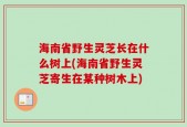 海南省野生灵芝长在什么树上(海南省野生灵芝寄生在某种树木上)