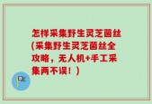怎样采集野生灵芝菌丝(采集野生灵芝菌丝全攻略，无人机+手工采集两不误！)