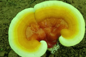 灵芝孢子粉睡前吃好吗？能治失眠吗？