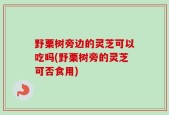 野栗树旁边的灵芝可以吃吗(野栗树旁的灵芝可否食用)