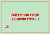 白灵芝什么树上长(灵芝在何种树上生长？)
