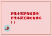 野生小灵芝有效果吗(野生小灵芝真的有益吗？)