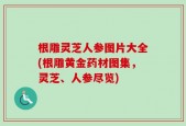 根雕灵芝人参图片大全(根雕黄金药材图集，灵芝、人参尽览)