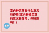 室内种灵芝有什么意义和作用(室内种植灵芝的意义和作用，你知道吗？)