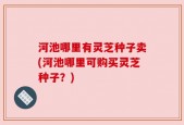 河池哪里有灵芝种子卖(河池哪里可购买灵芝种子？)